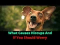 My Dog Has Hiccups Is It Normal Or Should I Be Worried