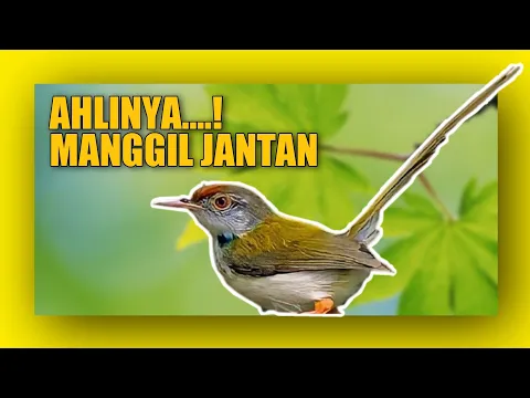 Download MP3 Suara burung prenjak lumut betina memanggil jantan