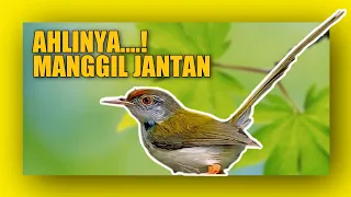 Suara burung prenjak lumut betina memanggil jantan