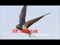 SP SIBOTAK | SUARA WALET KALIMANTAN | SUARA WALET TV