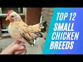 Download Lagu Top 12 Small Chicken Breed For Pets or Eggs