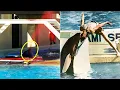 The Most Horrific Orca Attacks Marathon