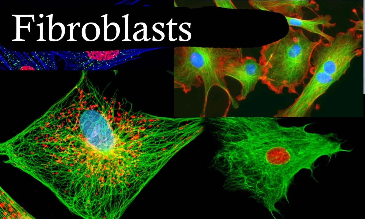 Fibroblasts In 3 Minutes
