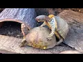 Three-Toed Box Turtles mating