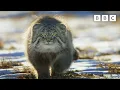 Lagu World’s Grumpiest Cat I Frozen Planet II I BBC
