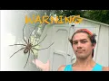 Identifying the Brown Recluse Spider Infestation - Example and Treatment