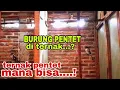 #tutorial BURUNG PENTET DI TERNAK MANA BISA....? #masteran #bodbodpentet #youtube