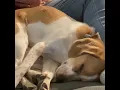 My Cute Dog Ruby Sleeping