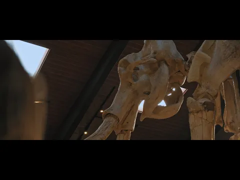A Young Owl | Official Trailer