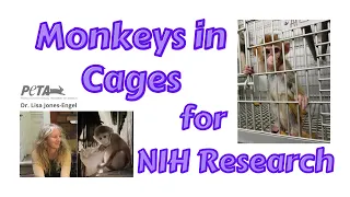 Dr Lisa Jones-Engel People for the Ethical Treatment of Animals