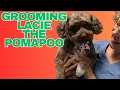 Lacie the Pomapoo Gets Groomed