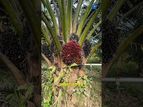 kenapa hanya buah sawit merah saja yang di panen??