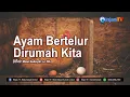 Download Lagu Ketika Ada Ayam Bertelur Dirumah Kita, Bolehkah Dimakan  - Ustadz Mizan Qudsiyah, Lc  MA