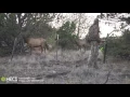 HECS Hunter Gets Caught in the Open by Elk