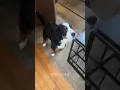 Download Lagu Funny dog videos#dogs#dogs#dogslover #dogshorts #funnydogs#youtubeshorts#tyf