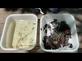 Pond Ecology The Pond Dip