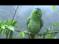 Relaxing Bird Sounds & Rainfall 🕊️ Birds Singing Heal Stress, Anxiety And Depression - Heal The Mi