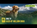 Download Lagu 🔴24 Hours of Dog TV🎵🐶Soothing Music for Dog Sleep🐾🩷Calming Music to Reduce Dog Stress and Anxiety