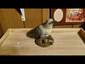 Singing Mockingbird