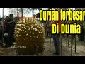 Unik tapi nyata Durian terbesar di dunia THE BIGGEST DURIAN IN INDONESIAN
