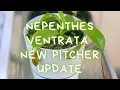 Nepenthes Ventrata Pitcher Plant 30 Day Update Lowes Death Cube Rescue - New Pitchers Growing