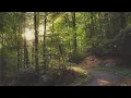 Download Lagu 🌳 4K - Relaxing Nature Sounds For Stress Relief, Forest Sounds, Bird Song, ASMR