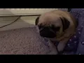 Tired little pug snoring to help you sleep