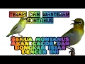 Download Lagu Seputar pleci montanus || masteran 1jam || terapi  1jam || mengenal pleci montanus - text