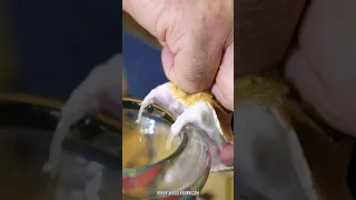 The Most Impressive Gaboon Viper Venom Extraction Ever!