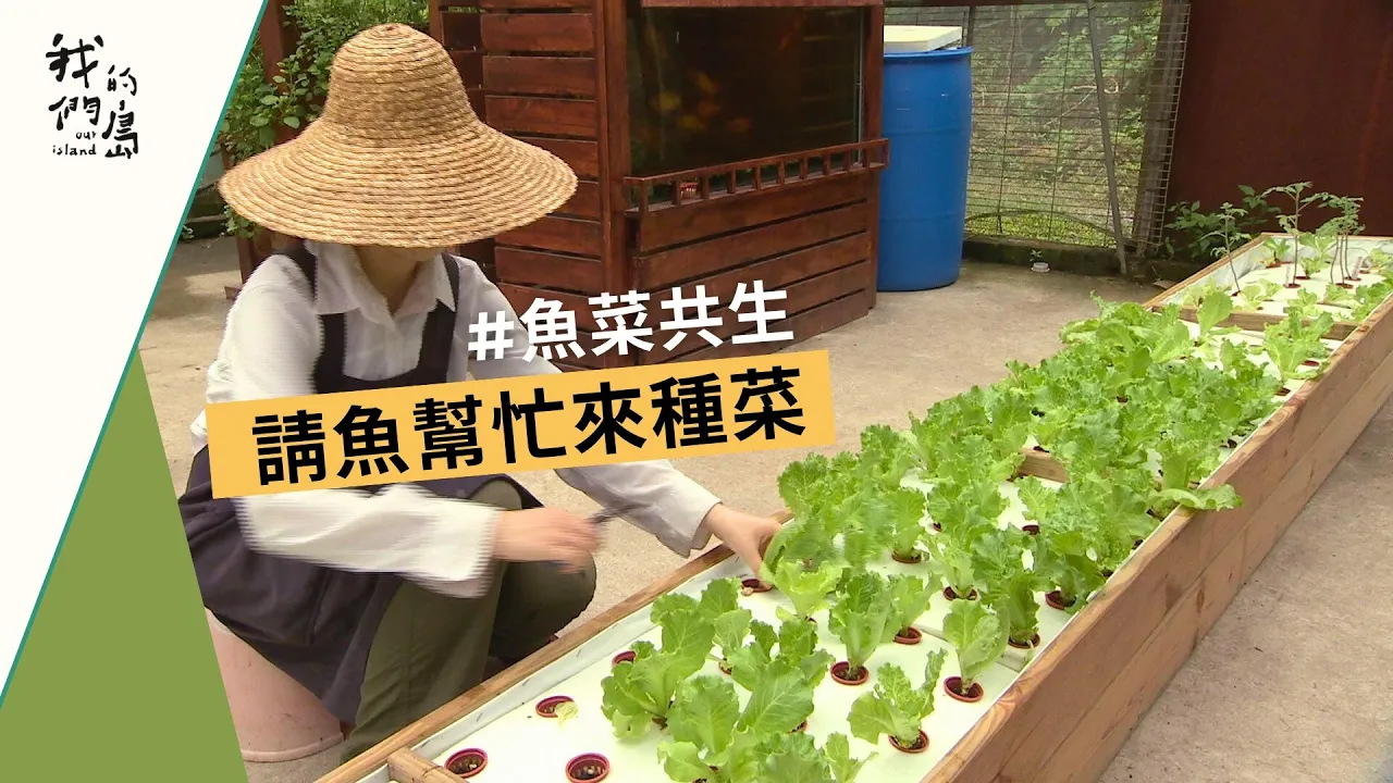 【魚菜共生】請魚來種菜|都市農夫不是夢 (我們的島 第714集 2013-07-08)