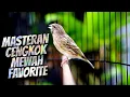 Download Lagu MASTERAN BLACKTHROAT GACOR BUAT KENARI PAUD RAJIN BUNYI CENGKOK MEWAH JAWARA LOMBA