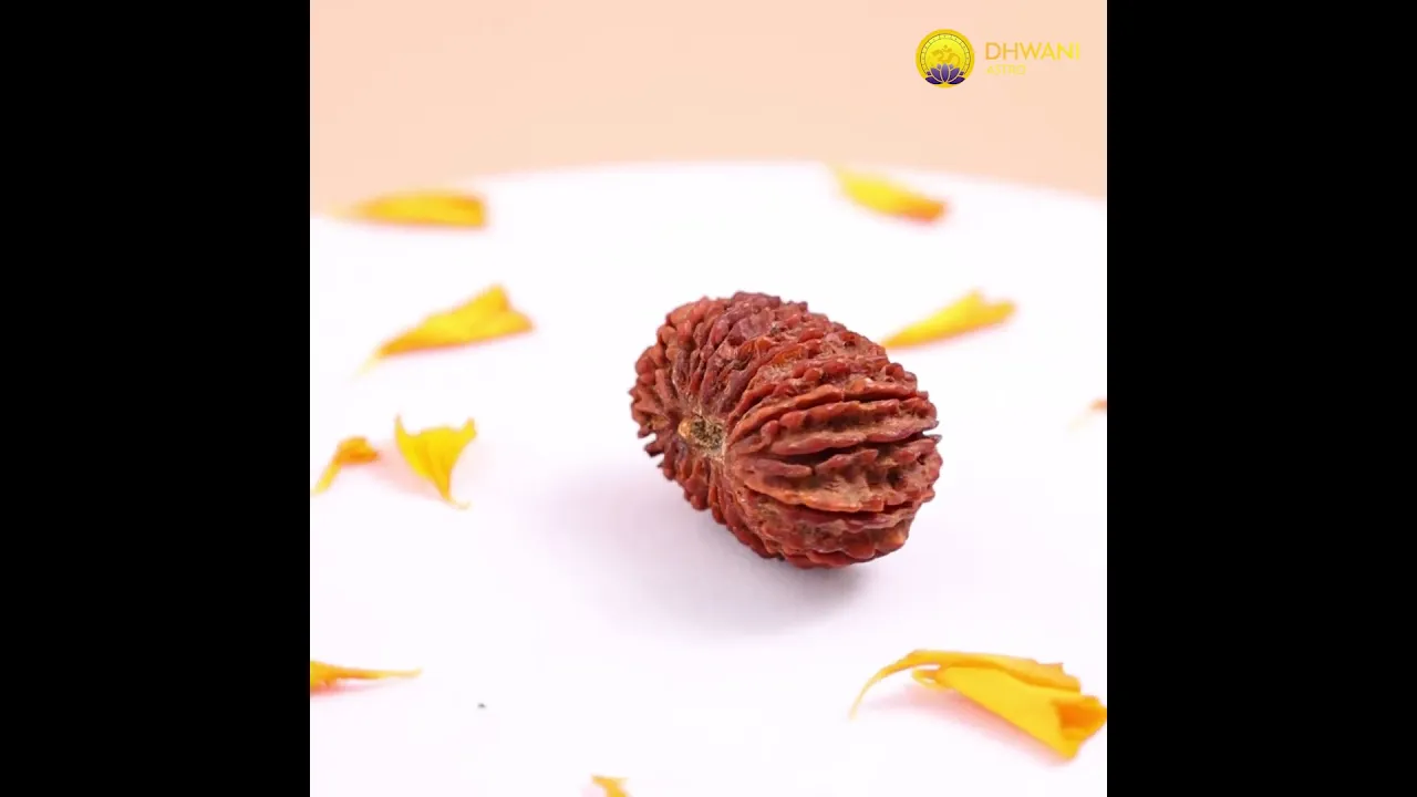 Nepali 22 Mukhi Rudraksha (Twenty-Two Faced)