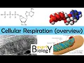 Cellular Respiration Overview - updated