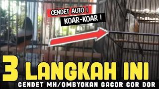 Download 3 CARA CENDET OMBYOKAN MUDA HUTAN BISA GACOR DAN DINIKMATI BUNYINYA‼️ MP3