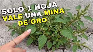 Solo 1 hoja de esta planta vale una mina de oro (necesitas tenerla en casa si o si)