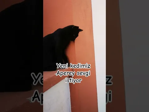 kedimiz zorla sevdiriyor #cat #ardaveipek