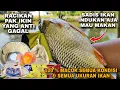 Download Lagu 100 % MAKANIN ‼️ UMPAN PAK IKIN MANCING IKAN MAS YANG JARANG GAGAL \u0026 ANTI ZONK