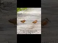 Download Lagu Birds with the grooviest dance moves #woodcock #animalfacts