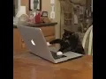 Cat typing on key board gif