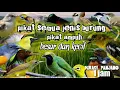 Download Lagu pikat semua jenis burung || pikat ampuh semua jenis burung besar dan kecil