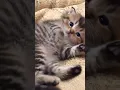 cute kitten