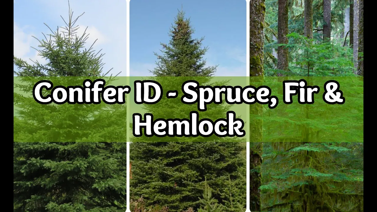 Conifer Identification: Spruce, Fir and Hemlock