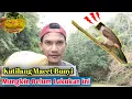 Download Lagu Dengan Modal 2 Ribu Saja!! Kutilang anda Pasti Gacor Bahkan Bisa Ngeropel Garuda.