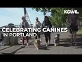 About 2 000 dogs show up for Doggie Dash at Portland s Tom McCall Waterfront Park