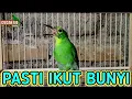 Download Lagu cucak ijo bonyok gacor, pancingan cucak ijo bahan pasti nyaut bunyi gacor