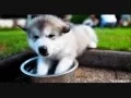 Puppy GIFS From Some Youtube s