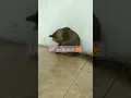 mandi kucing cuma di jilat doang