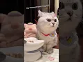 Download Lagu Cat ringtone wa wawawawawa #catvideos #catringtone #catmusic #ringtone #callertone #ringtune #cats