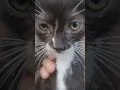 Download Lagu WHERES  CUCKOO KITTY