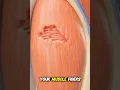 This is Why Your Muscles Hurt